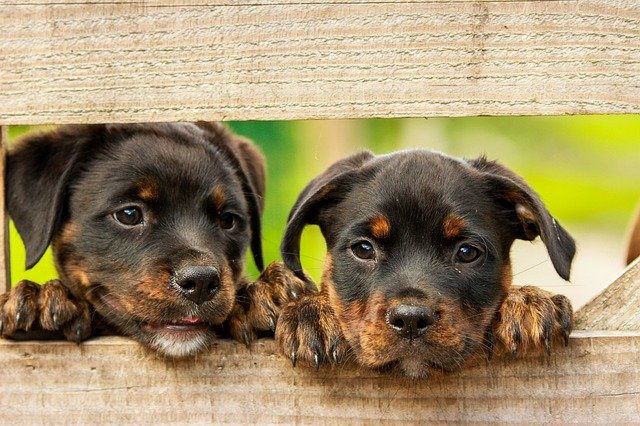 rottweiler-puppies